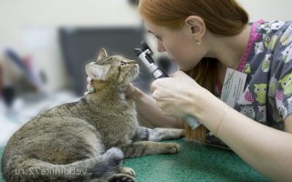 Катаракта у кошек – лечение в Санкт-Петербурге