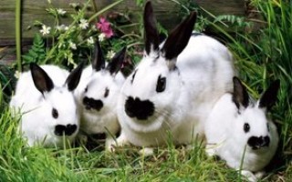 Породы кроликов с фотографиями