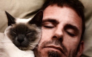 Если кошка спит на кровати хозяина: что гласит примета : Мозаика Newsland – комментарии, дискуссии и обсуждения новости.