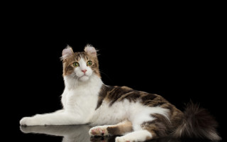 Какие бывают кошки: самые милые домашние породы