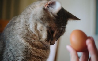Можно ли давать кошкам яйца: сырые, вареные, перепелиные, куриные