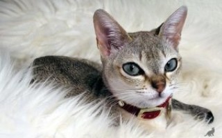 Сингапурская кошка – особенности внешнего вида и поведения