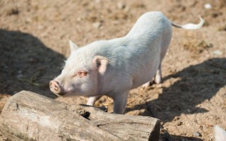 Рожа у свиней симптомы течение болезни