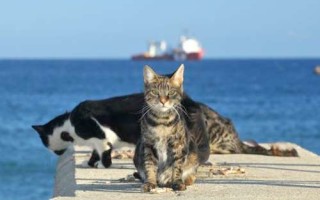 Остров Кипр —  настоящий кошачий рай