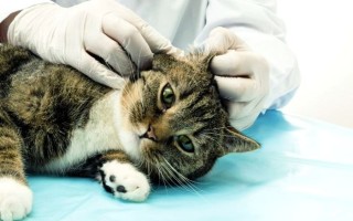 Воспаление уха у кошки симптомы лечение и диагностика