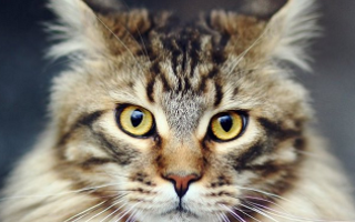 Домашняя рысь породы кошек характер и особенности ухода