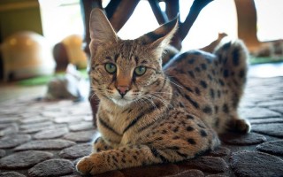 Саванна кошка ручной хищник с берегов Конго