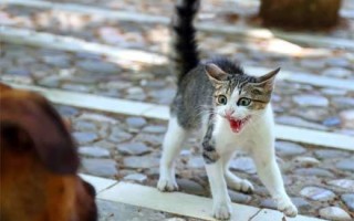 Варианты почему кошка может шипеть: на кота, своего хозяина и другие примеры