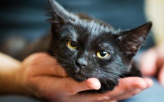 Лишай у кошек: как проявляется, причины появления, симптомы, виды лишая, лечение и советы ветеринаров