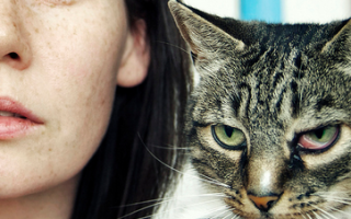Лечение у кошек слезятся глаза